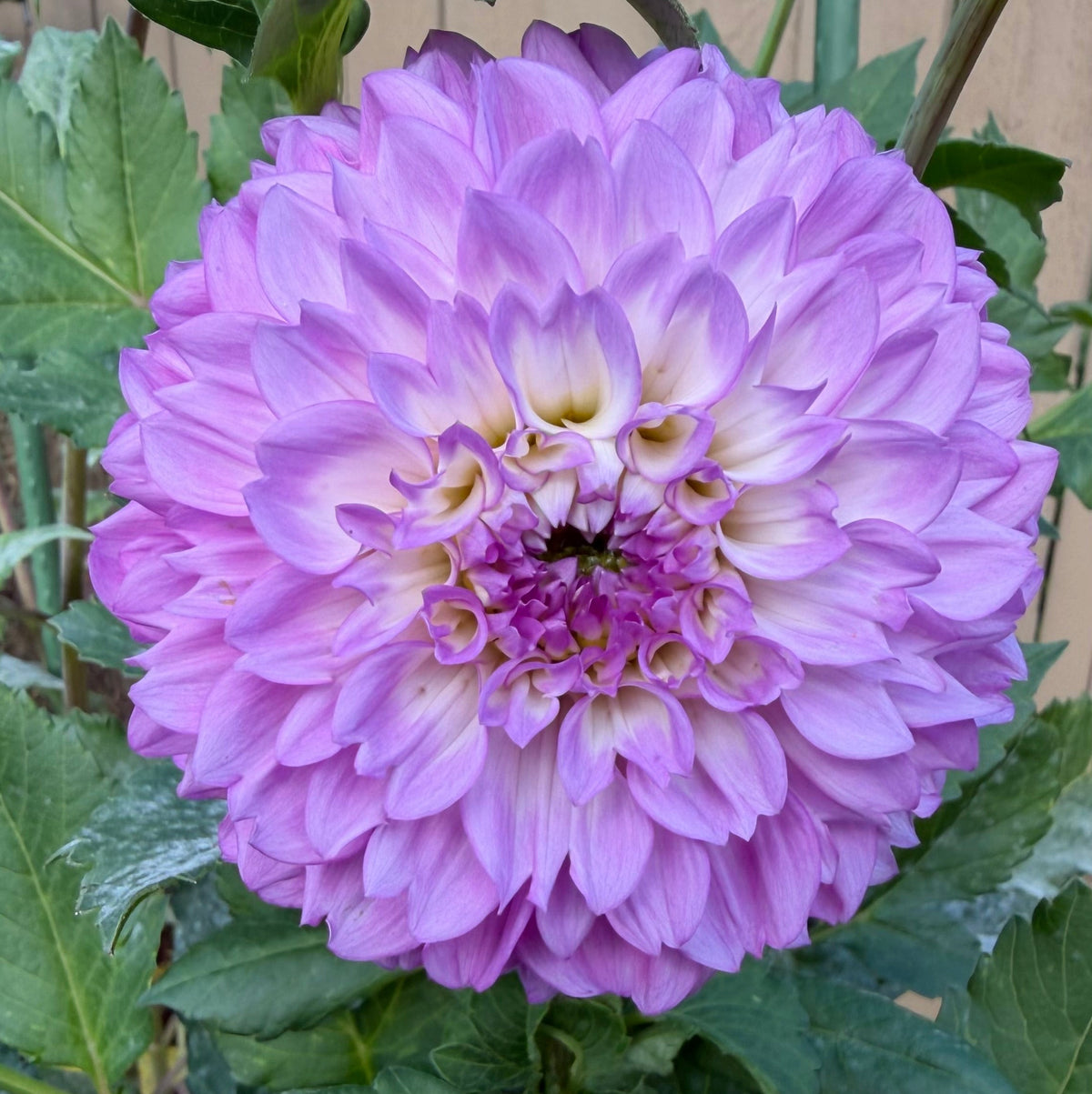 Robin's Beauty