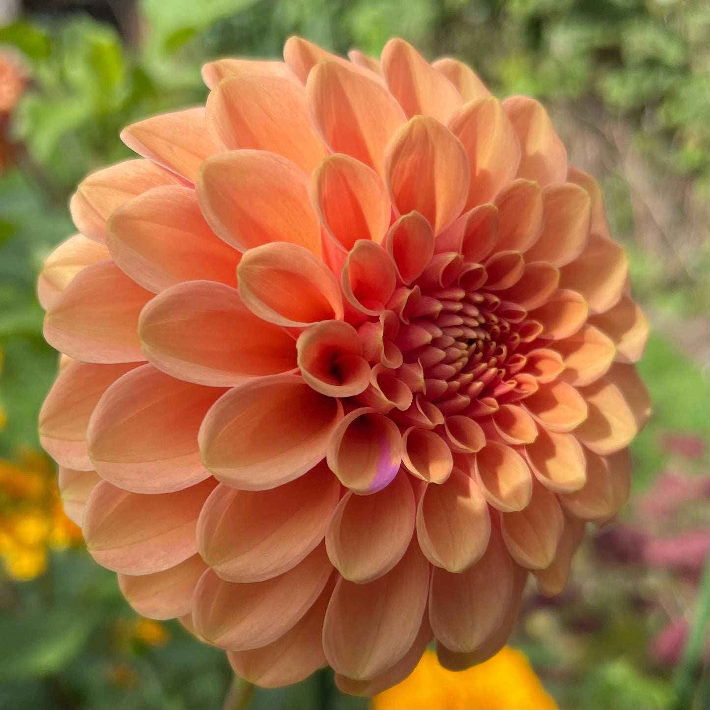Rose Toscano
