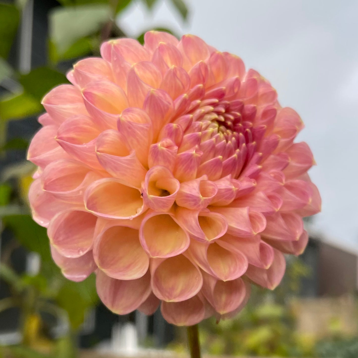Clearview Peachy