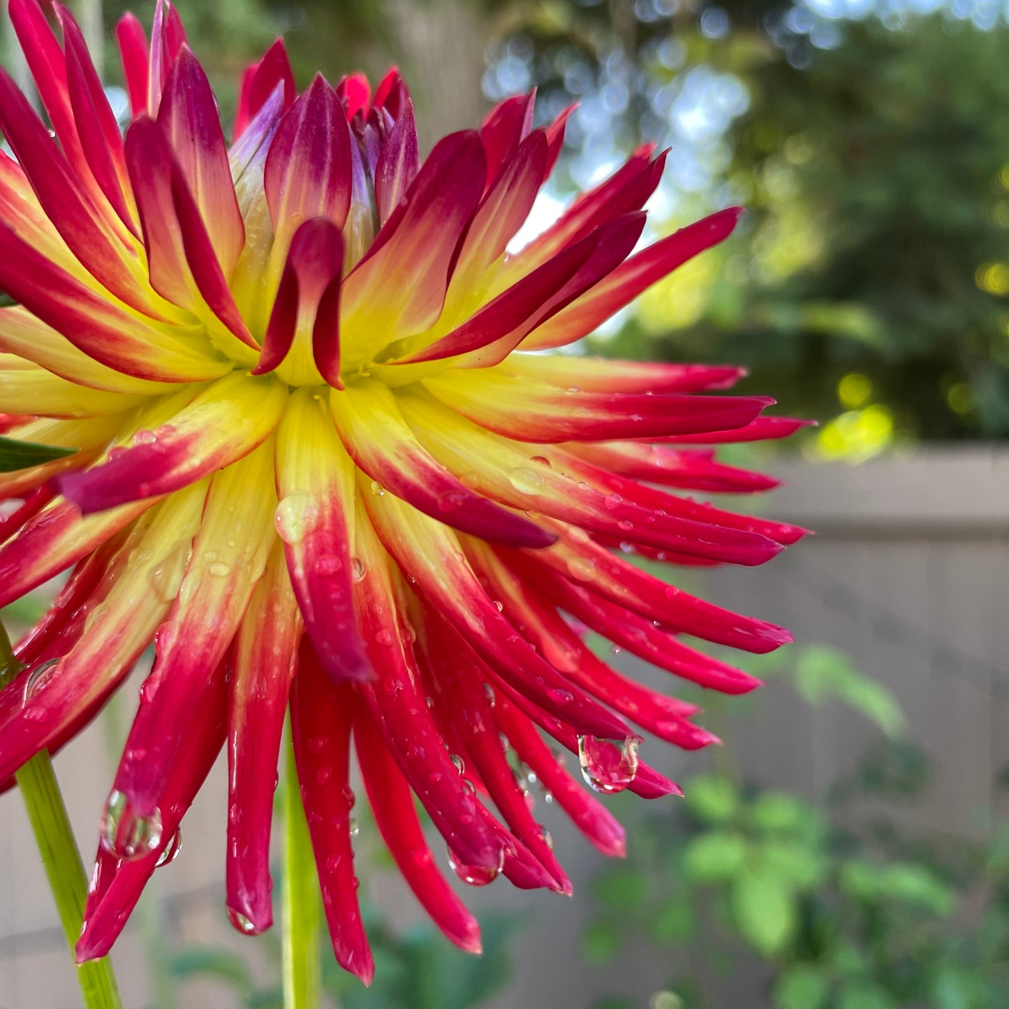 Weston Spanish Dancer