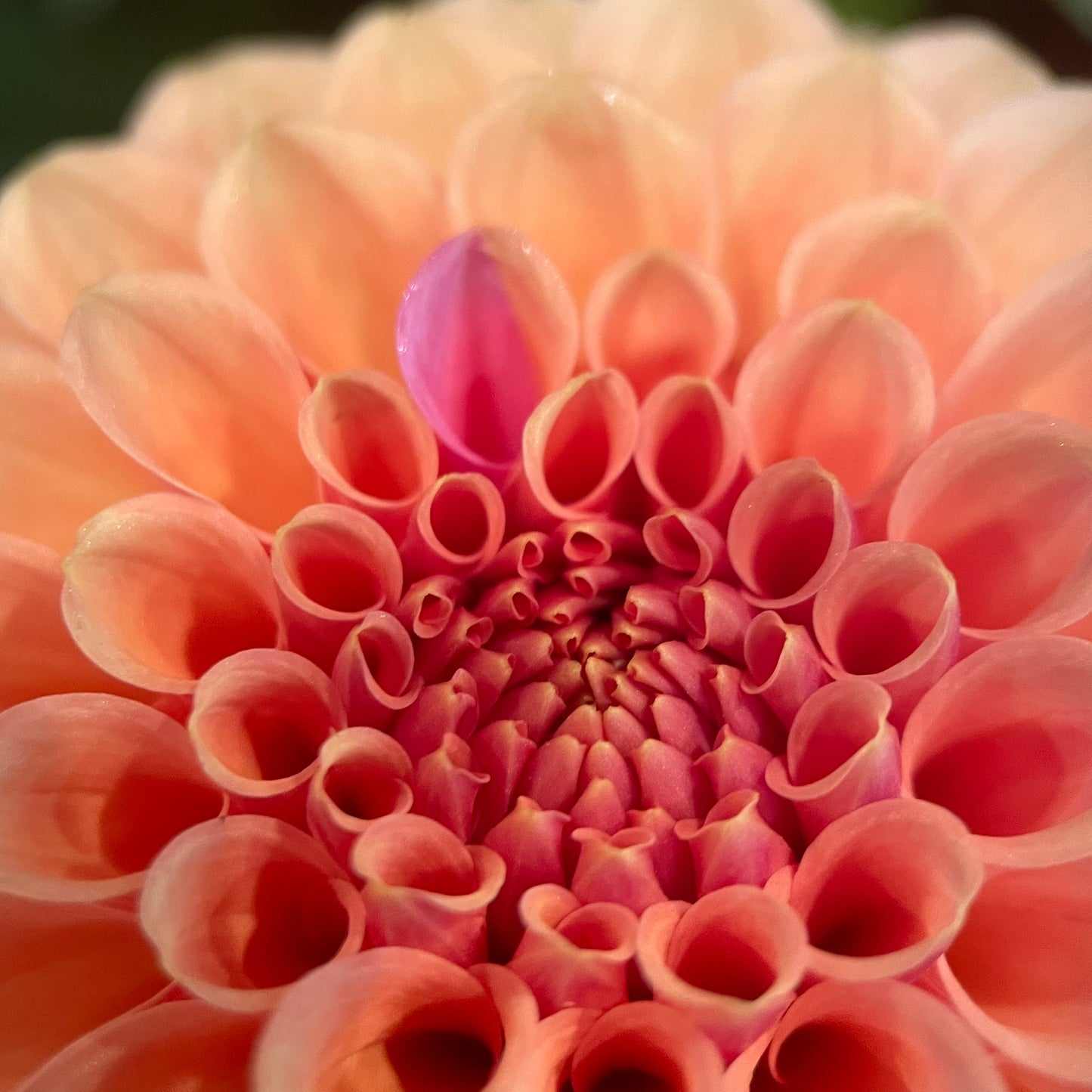 Rose Toscano