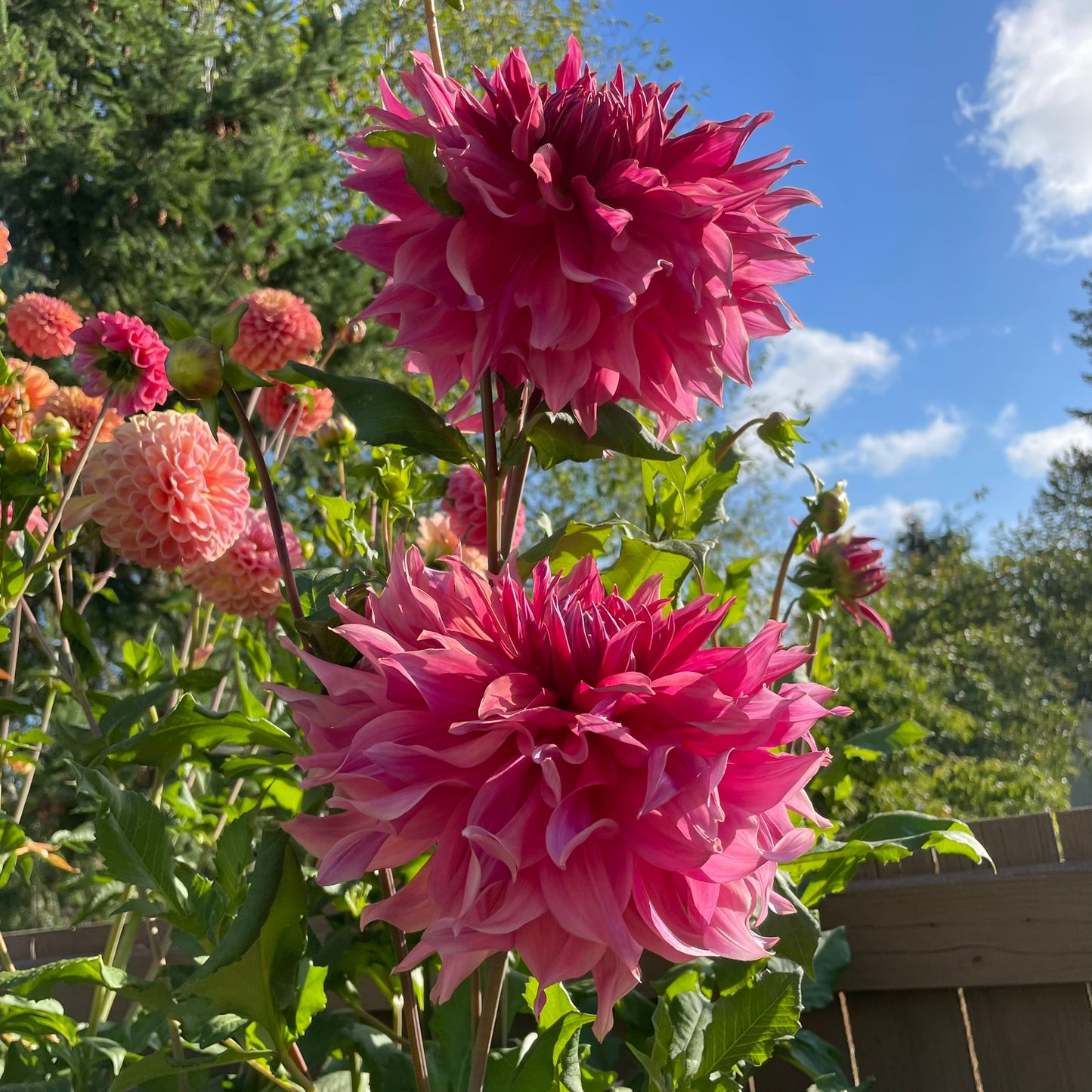 Penhill Dark Monarch