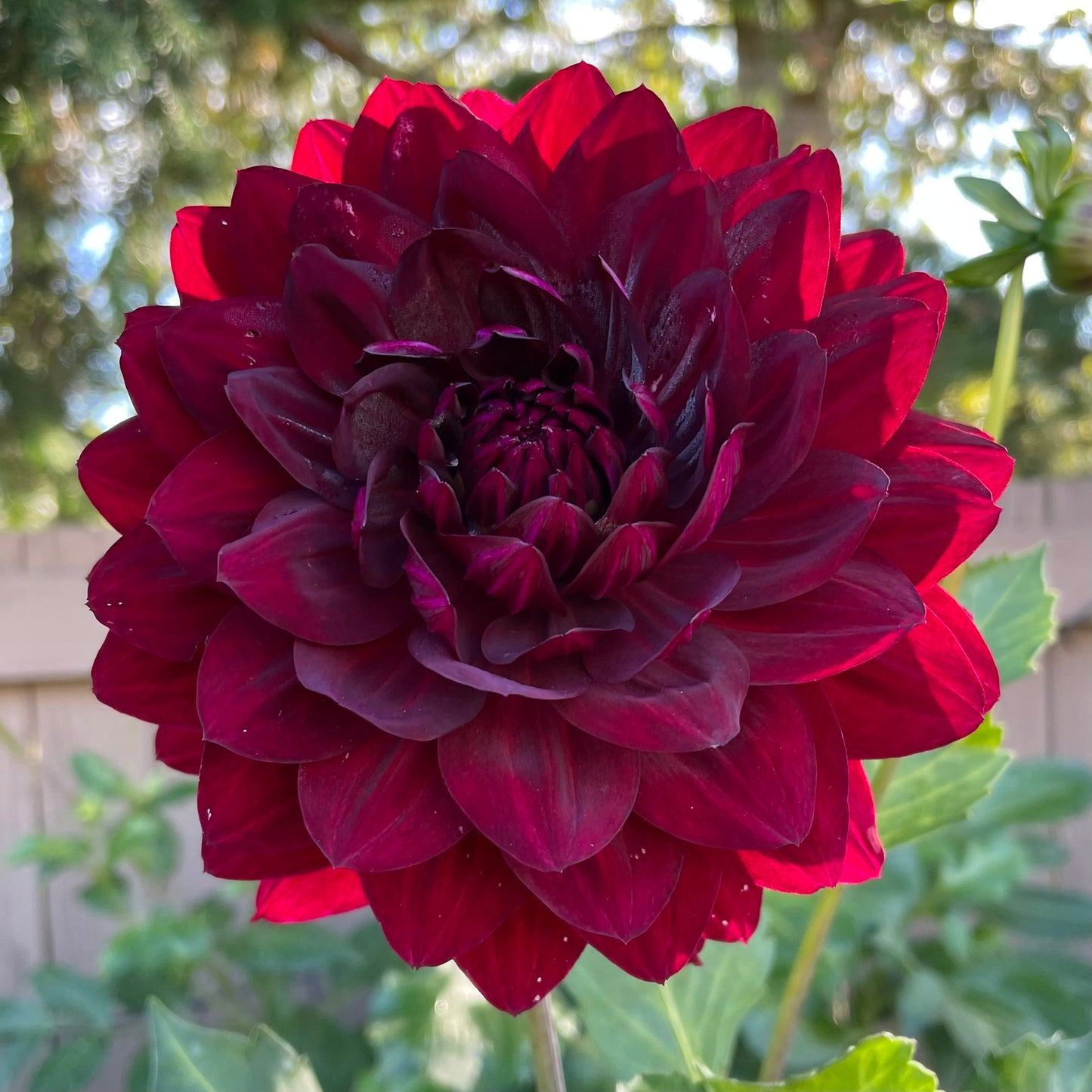 Hollyhill Black Widow