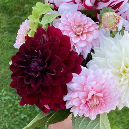 Mystery Dark Red Formal Decorative