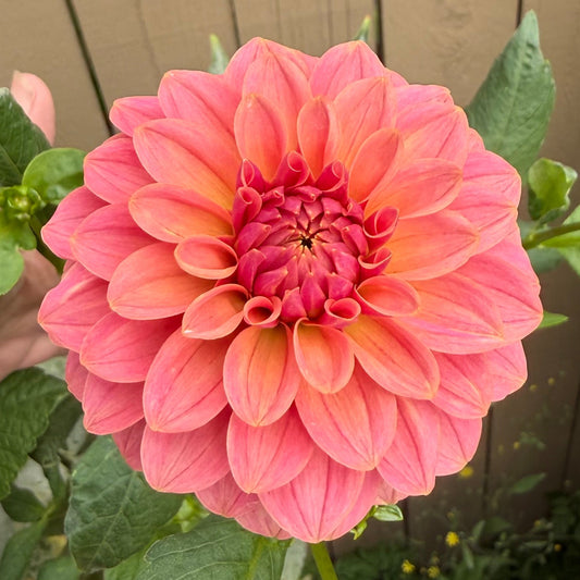 KA's®  Boho Peach