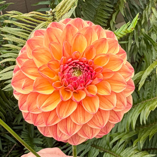 KA's® Blood Orange