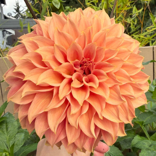 KA's® Coral Sea