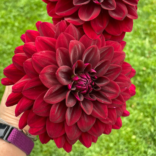 Mystery Dark Red Formal Decorative