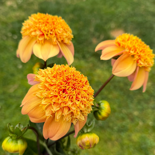 Sandia Brocade