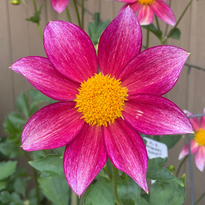 Raspberry Beret