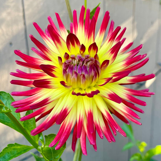 Weston Spanish Dancer