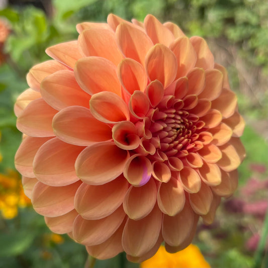 Rose Toscano