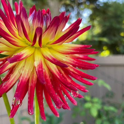Weston Spanish Dancer