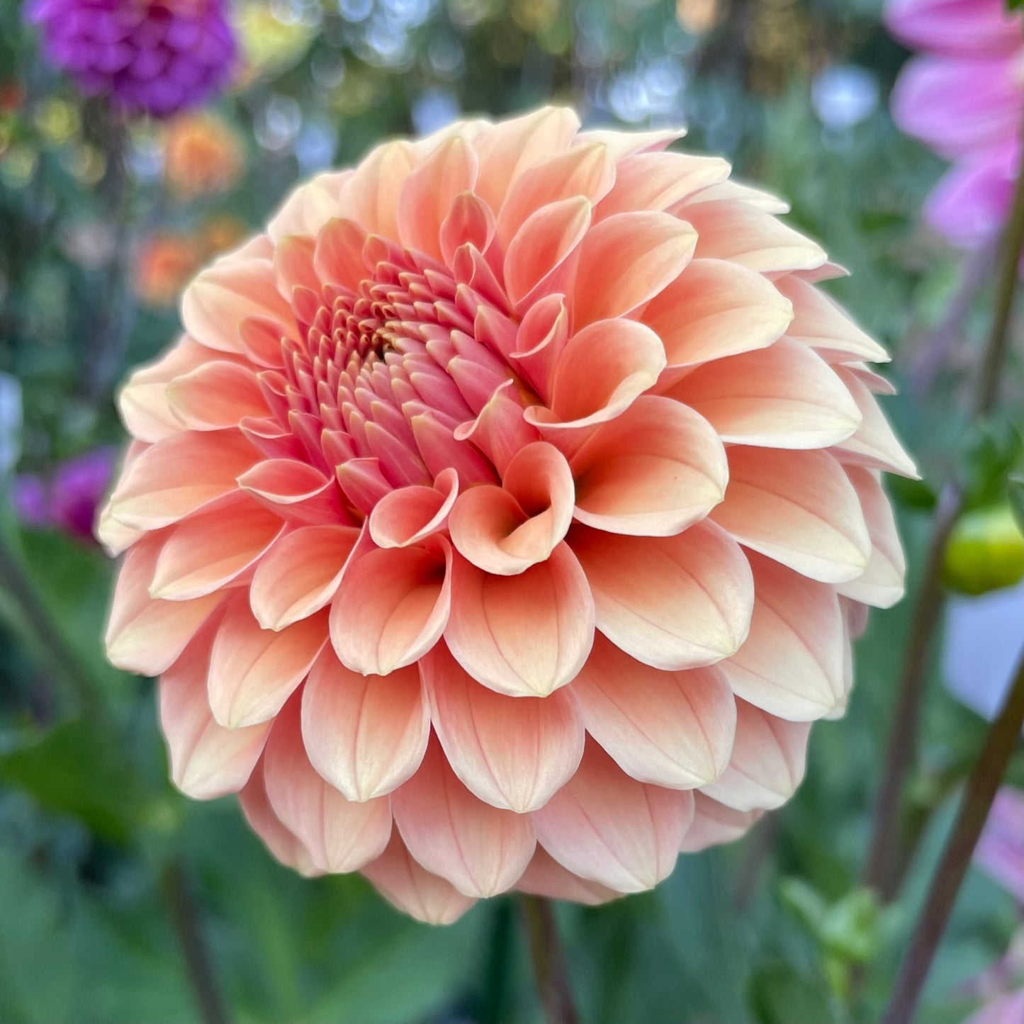 Rose Toscano