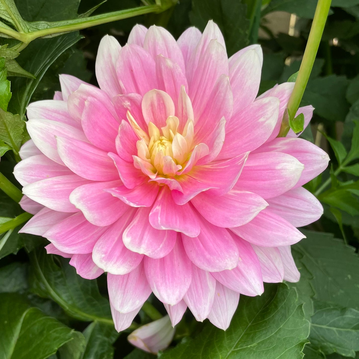 Hollyhill Pink Martini