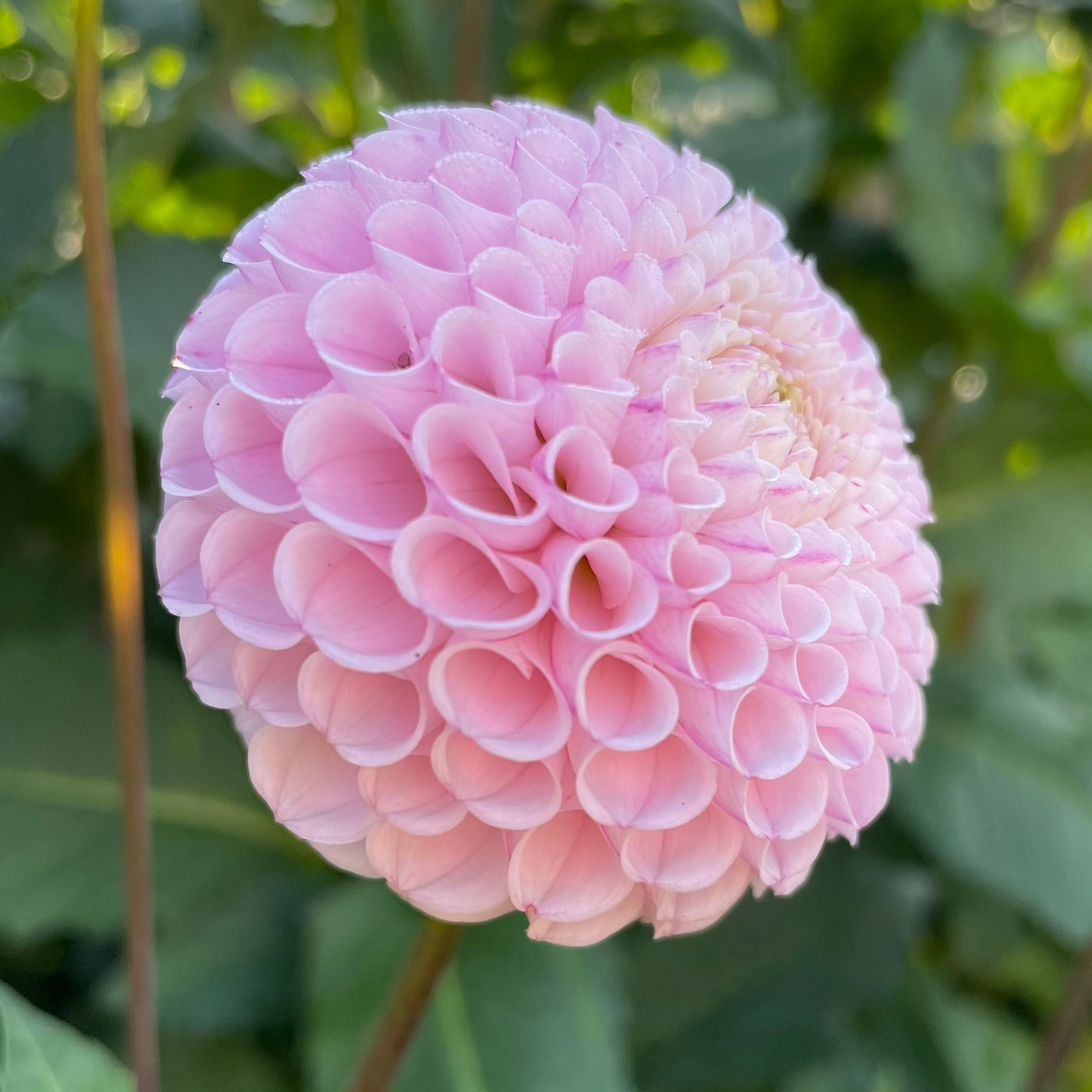 Fifi – Dragonfly Blooms