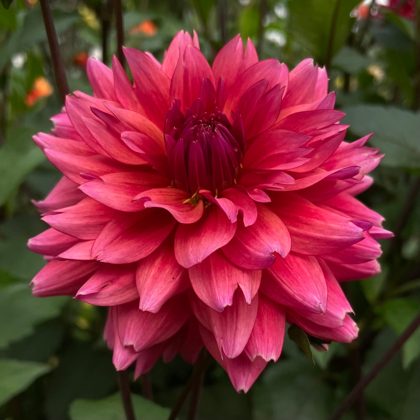 Sonic Bloom