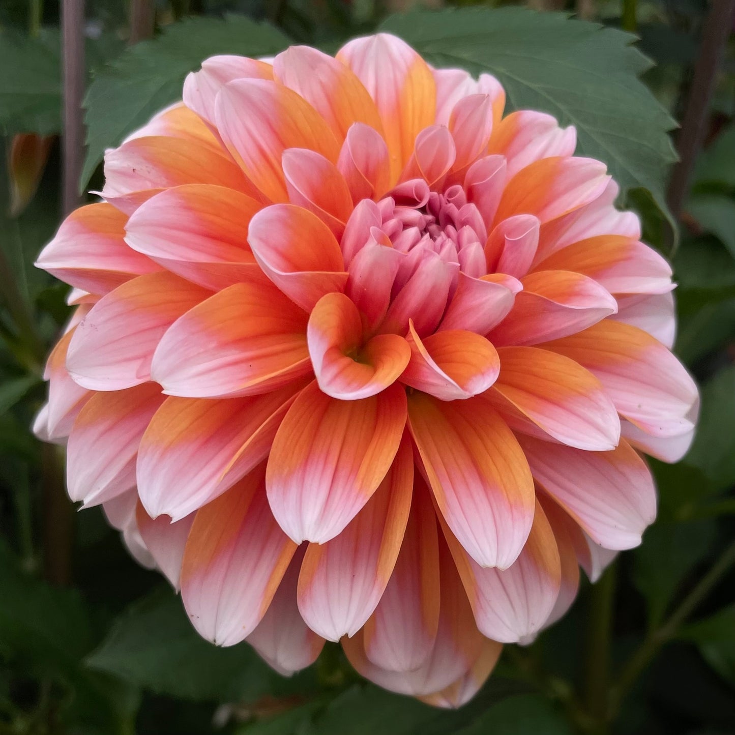 Robann Creamsicle