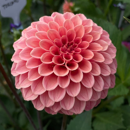 Rose Toscano