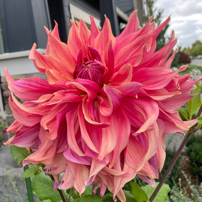 Penhill Dark Monarch