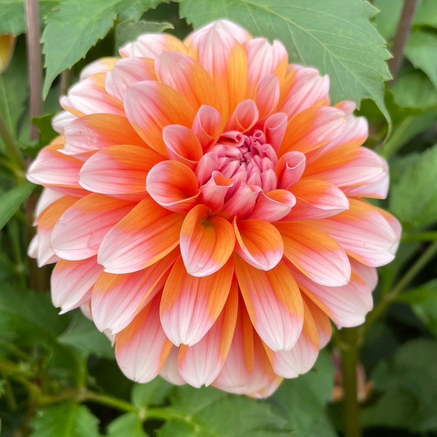 Robann Creamsicle