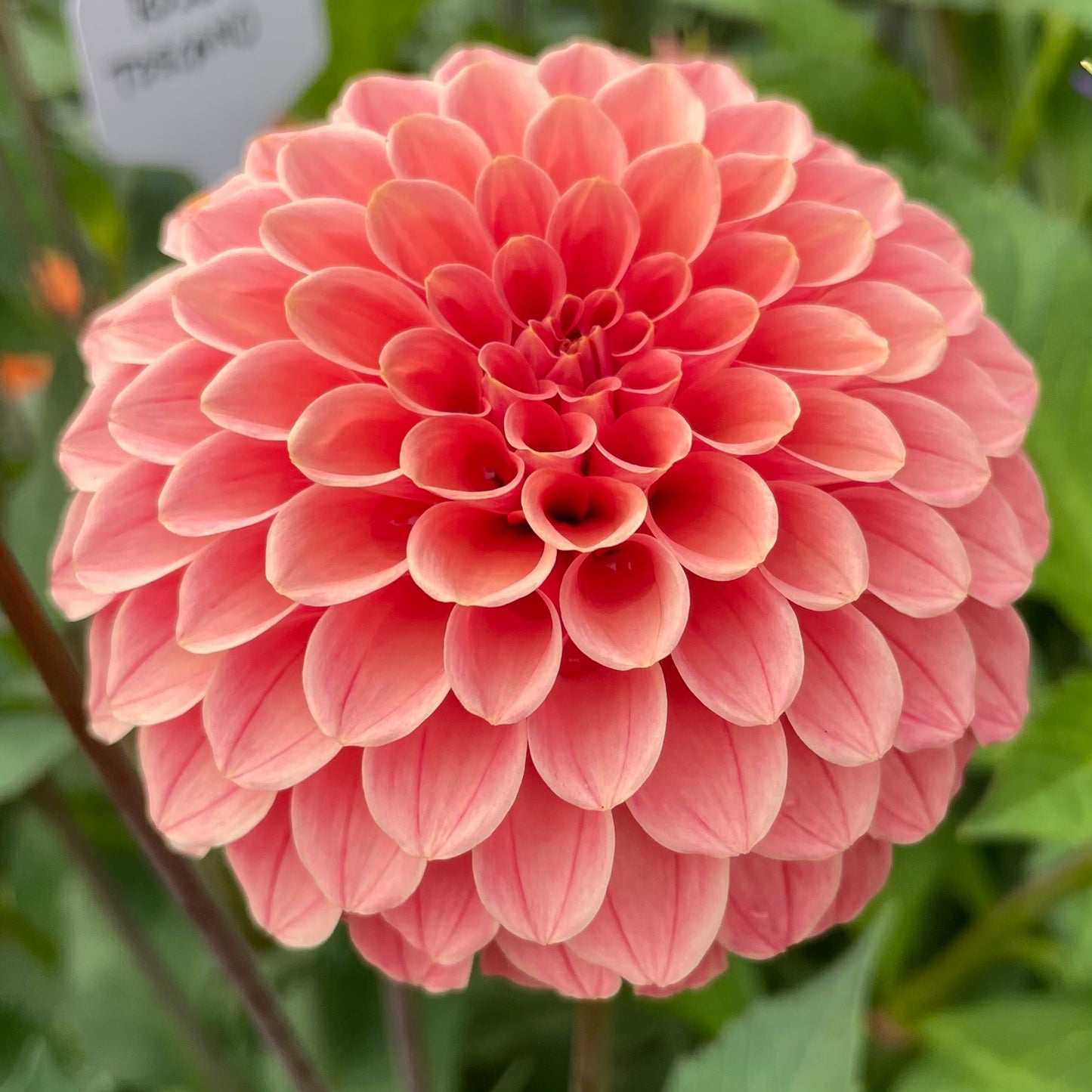 Rose Toscano