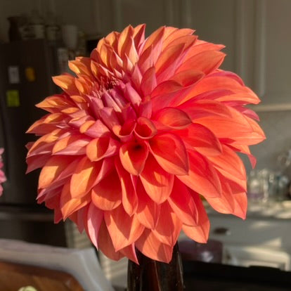 Misfit Kaleidoscope - Limit 1