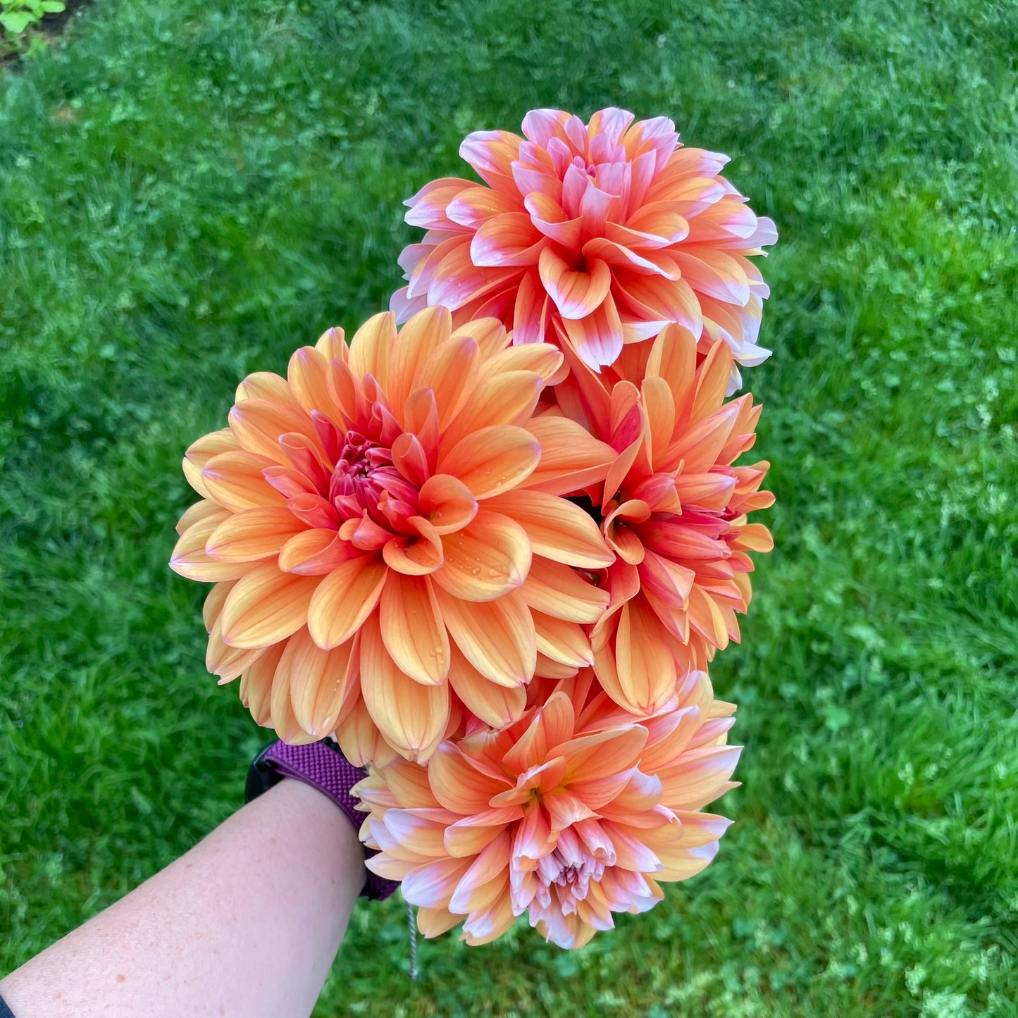 Robann Creamsicle
