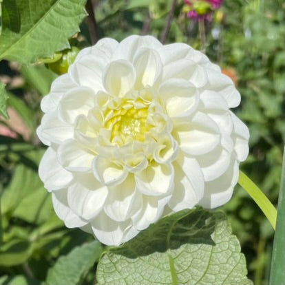 Orsette Beauty