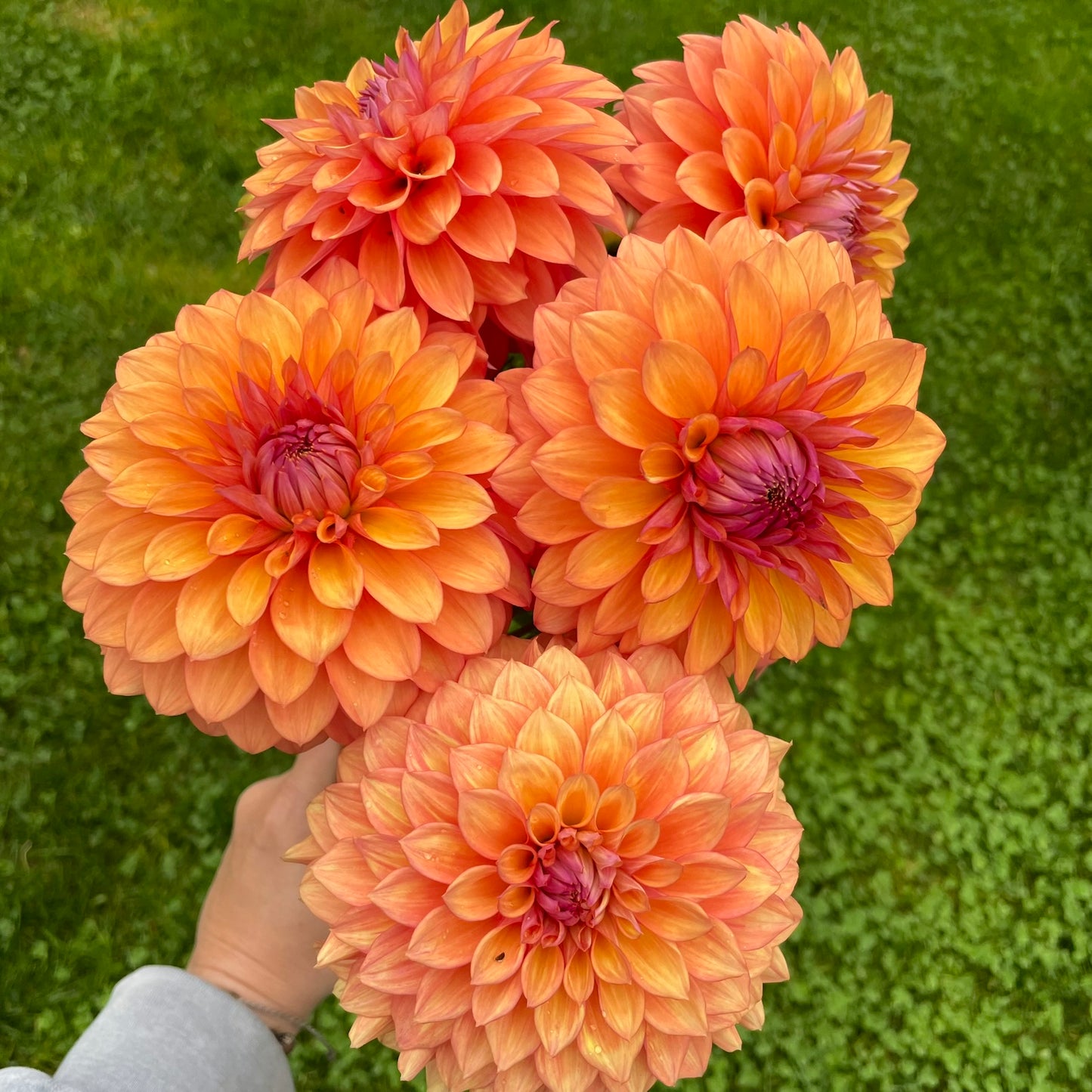 Misfit Kaleidoscope - Limit 1