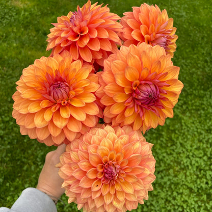 Misfit Kaleidoscope - Limit 1