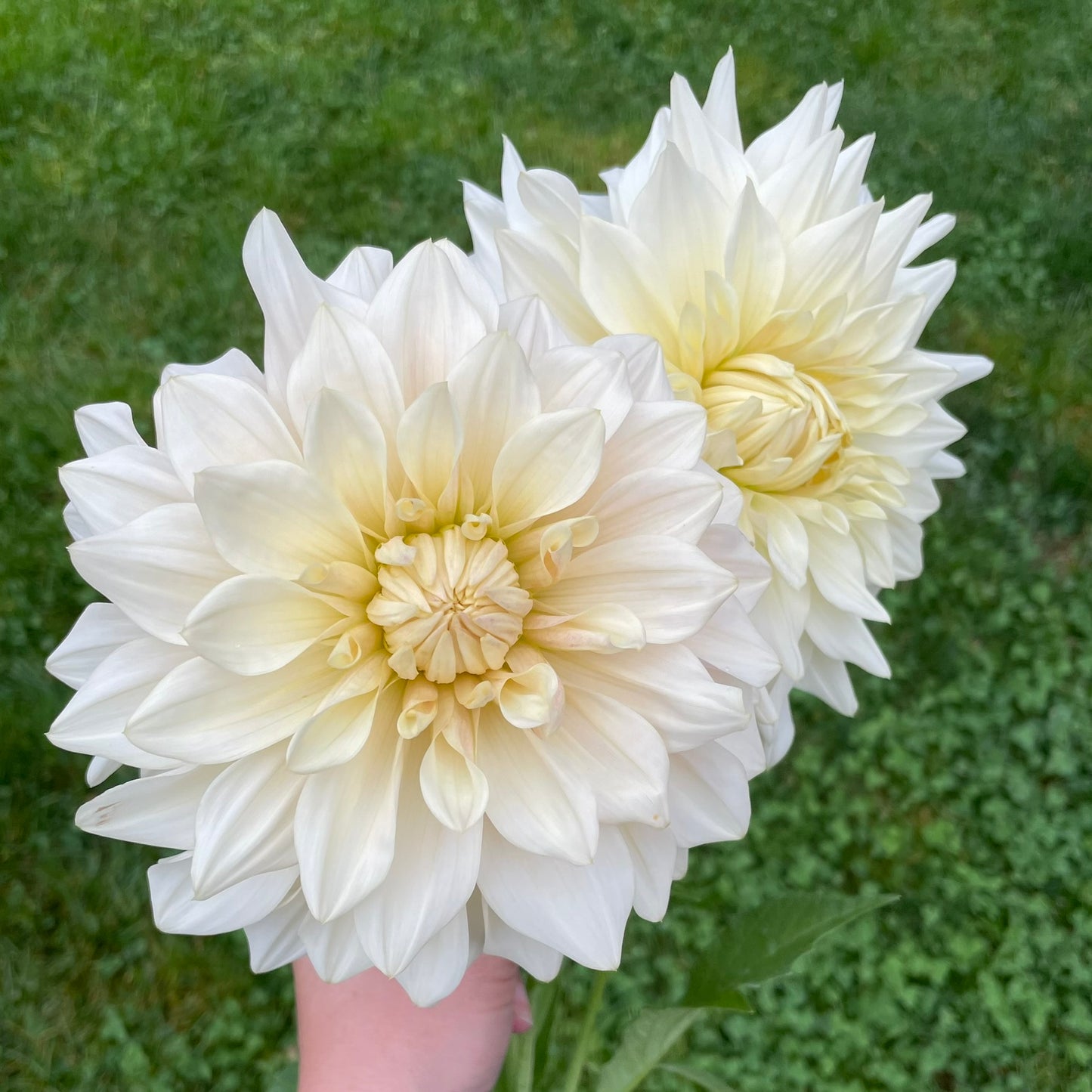 White Wedding