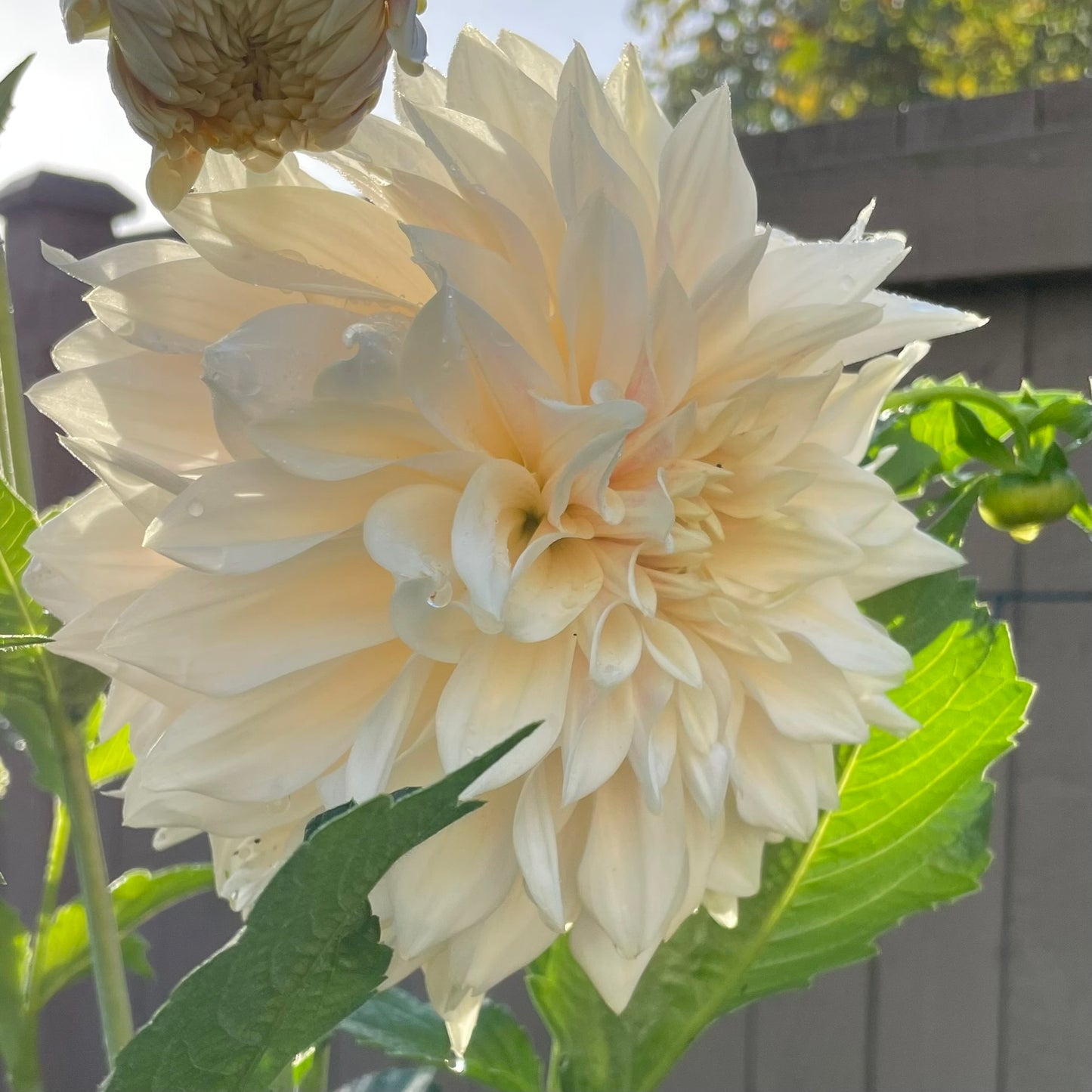 White Wedding