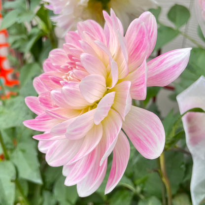 Kelgai Ann - Limit 1