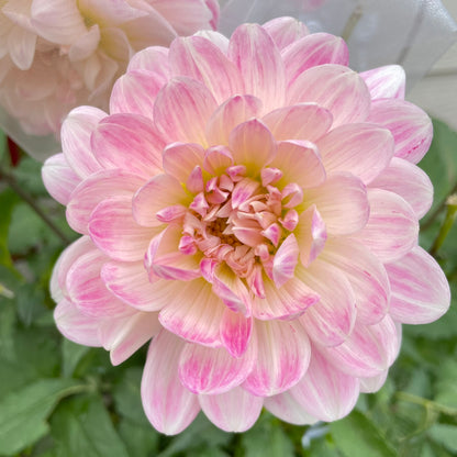 Kelgai Ann - Limit 1