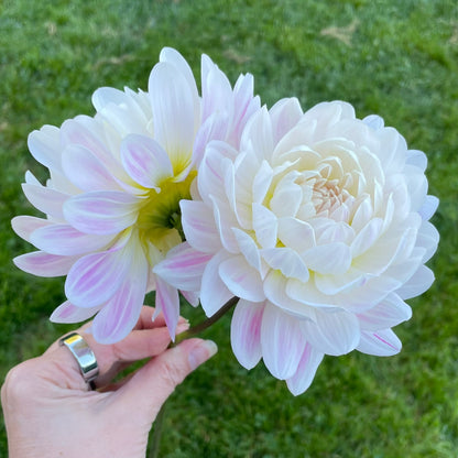 Kelgai Ann - Limit 1