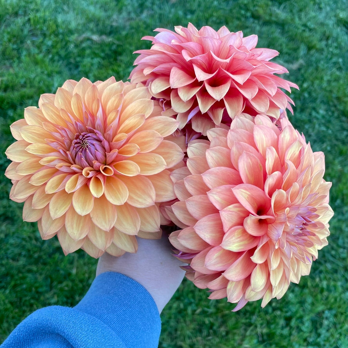 Misfit Kaleidoscope - Limit 1