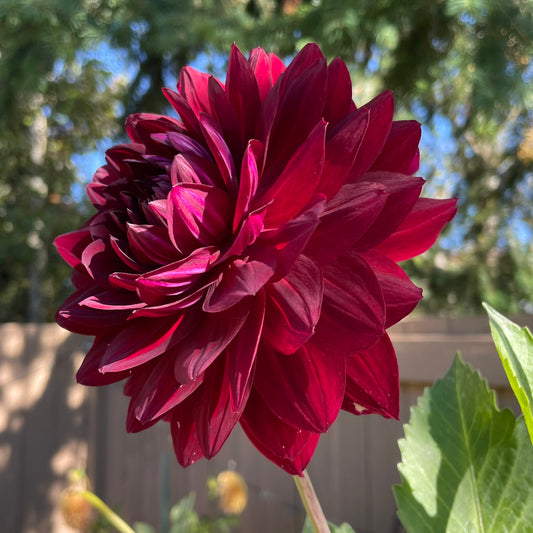 Hollyhill Black Widow