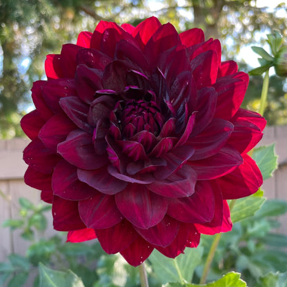Hollyhill Black Widow