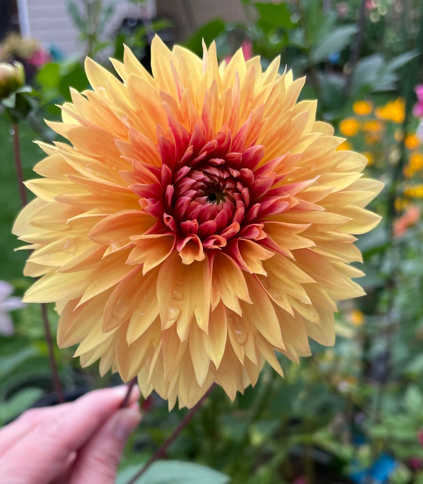 Dahlia Seeds - Dragonfly Mix