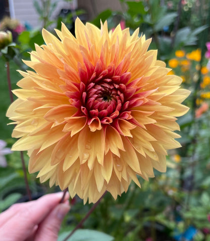 Dahlia Seeds - Dragonfly Mix