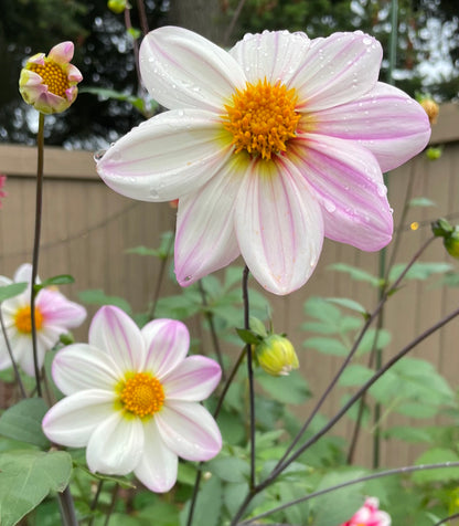 Dahlia Seeds - Dragonfly Mix