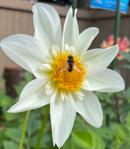 Dahlia Seeds - Dragonfly Mix
