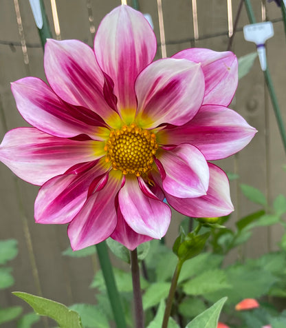 Dahlia Seeds - Dragonfly Mix