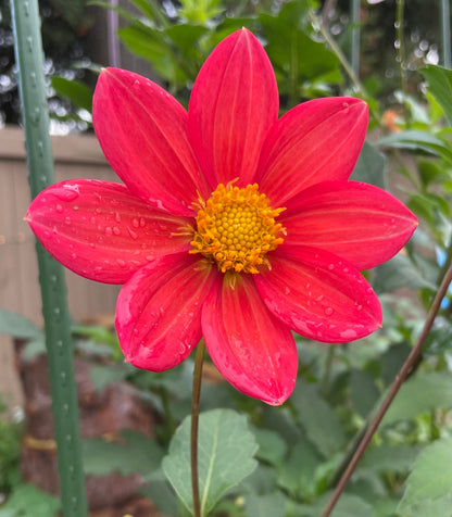 Dahlia Seeds - Dragonfly Mix
