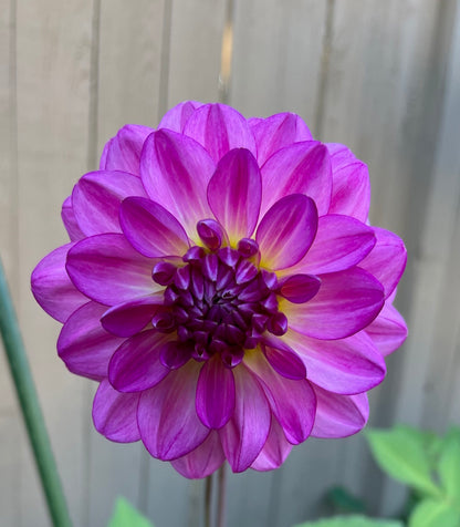 Dahlia Seeds - Dragonfly Mix