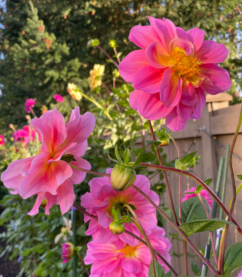 Dahlia Seeds - Dragonfly Mix
