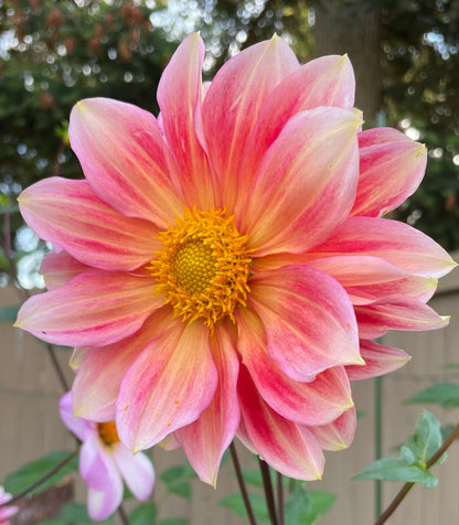 Dahlia Seeds - Dragonfly Mix